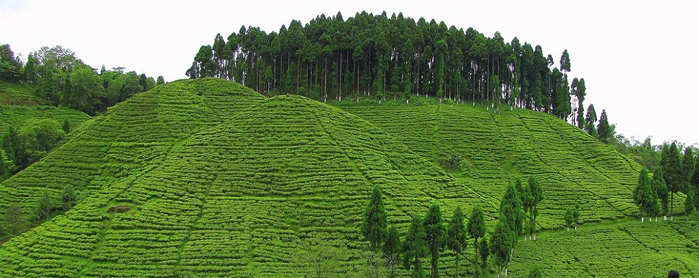 Darjeeling Tourism