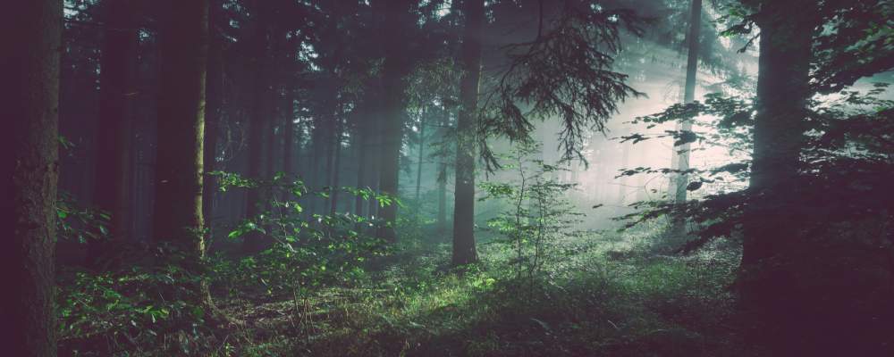 Odisha’s Hidden Gem - Gupteswar forest declared as fourth Biodiversity Heritage Site in state