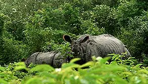 Kaziranga, Shillong, Guwahati