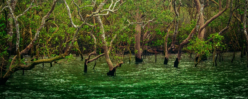 Sundarbans - The home of The royal Bengal Tiger