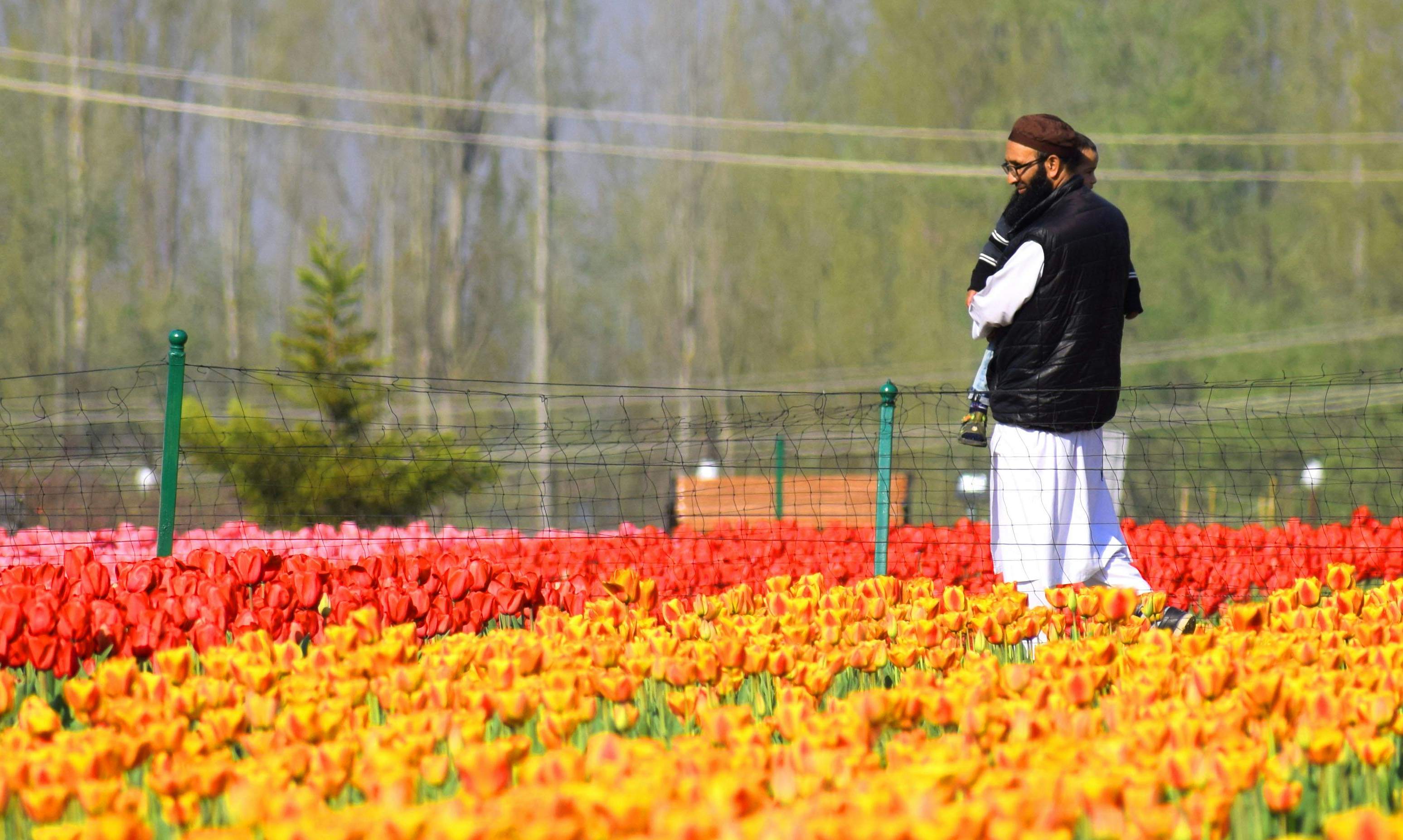 The bloom: After the snow, in Kashmir, Asia's largest tulip garden welcomes spring.