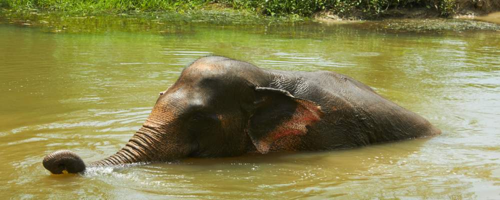 Travel for this unique wildlife experience