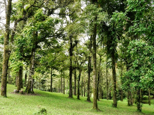 Visit Bali's Lush Botanical Gardens