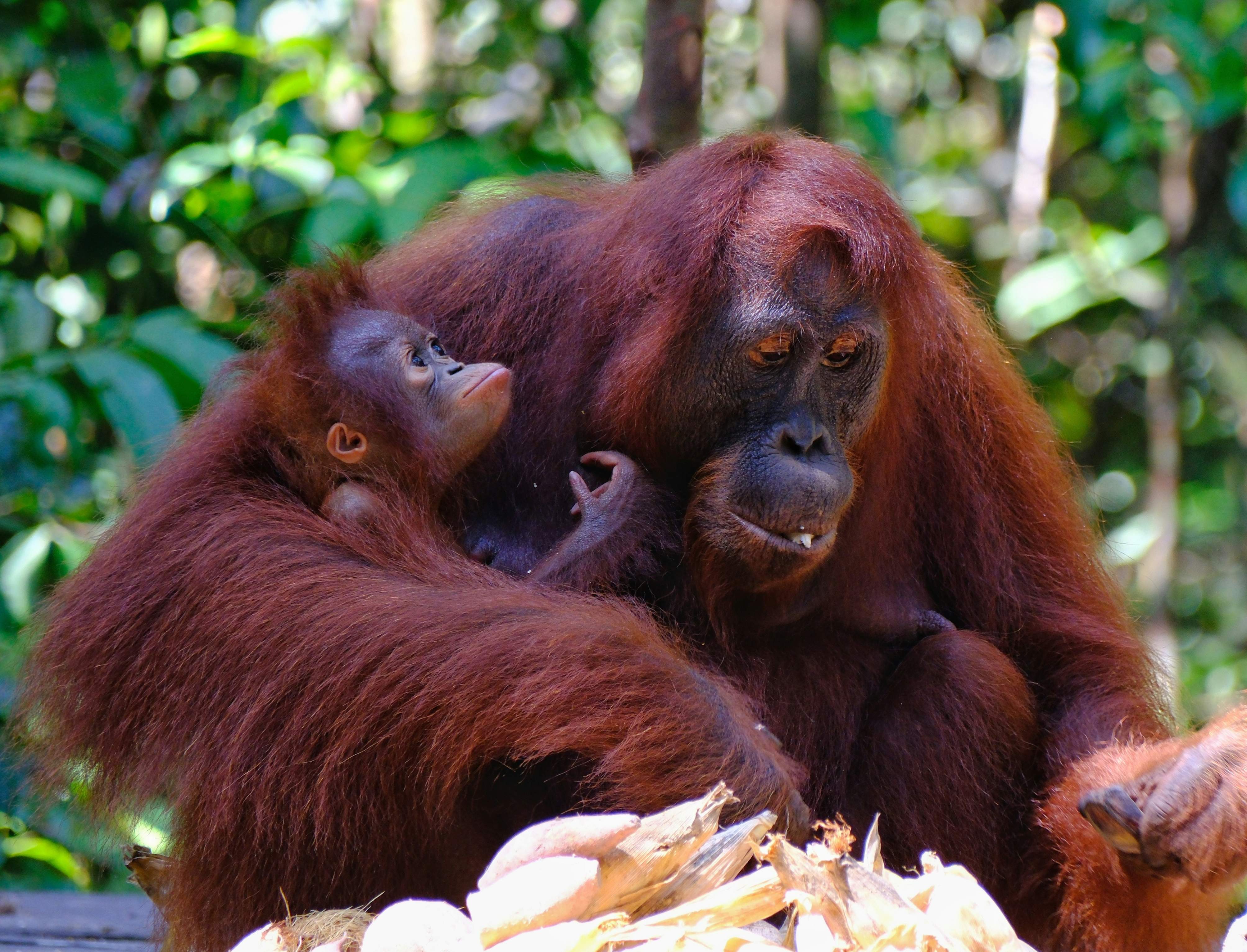 Get up close with orangutans in Borneo's sanctuaries. Plan your visit now!
