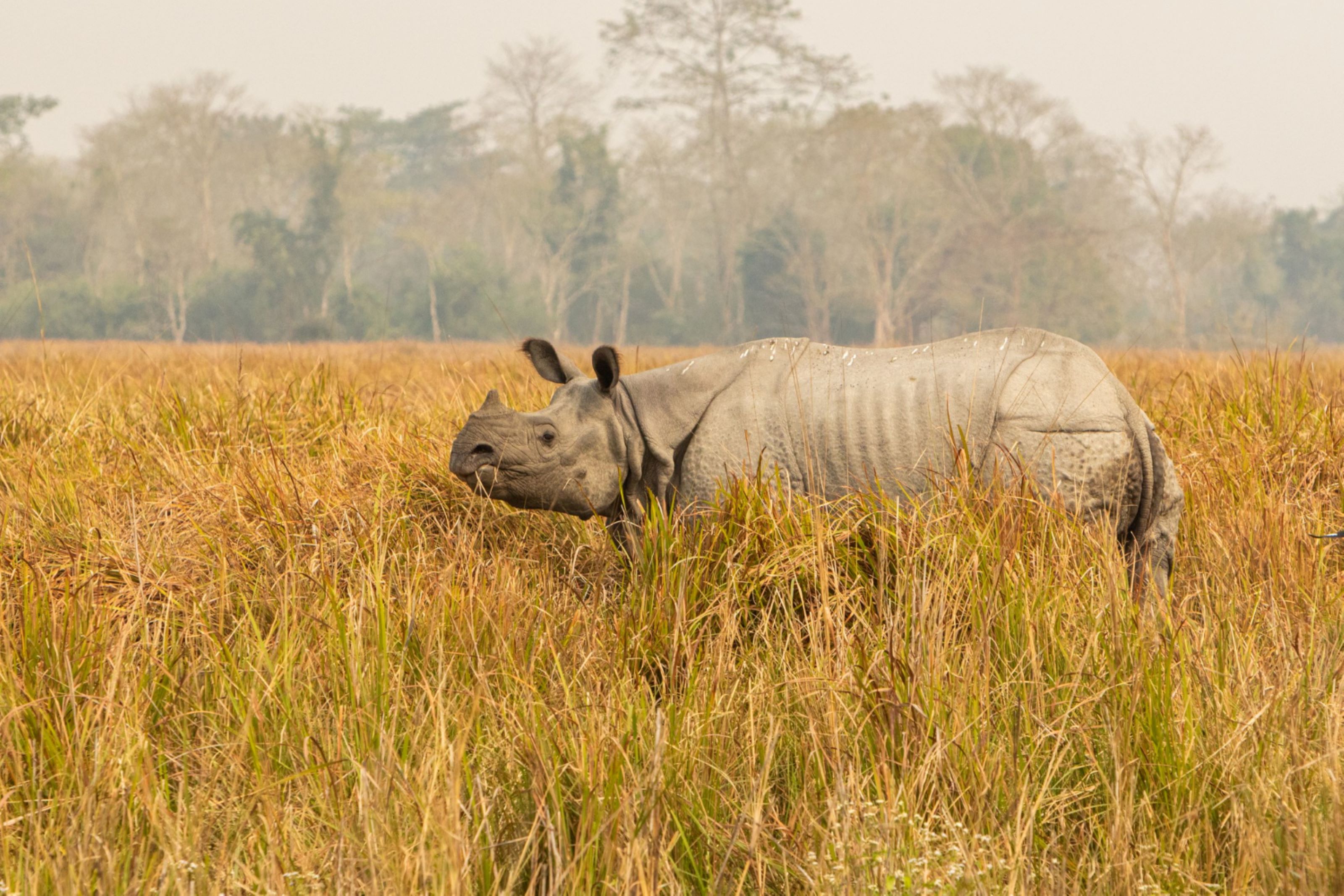 WILDLIFE TOURISM IN INDIA