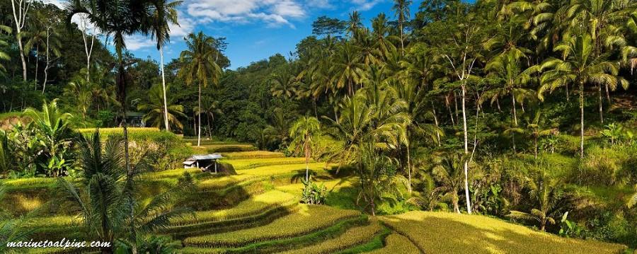 Rice Terrace in Ubud